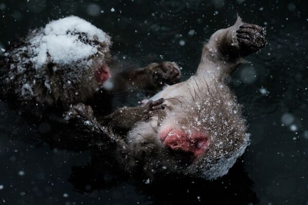 Японские дикие обезьяны, известные как снежных обезьяны в горячих источниках в парке Дзигокудани