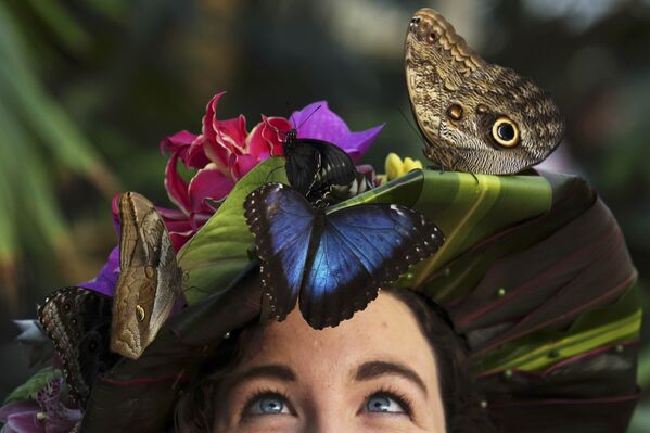 Выставка Бабочки в теплице в саду Уизли в Великобритании