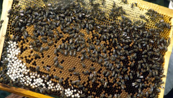 Пчеловодство - одна из отраслей хозяйства колхоза Победа на Украине