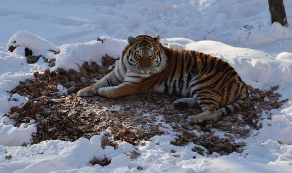 Уссурийский тигр Амур в вольере Приморского сафари-парка