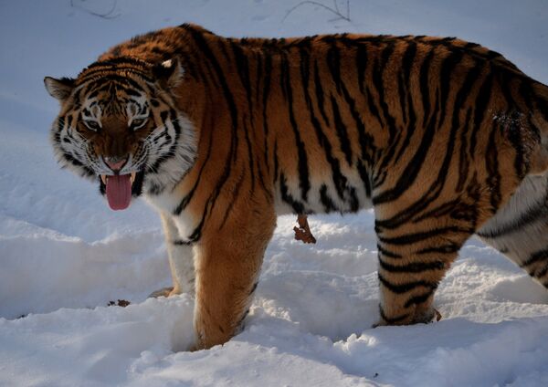 Уссурийский тигр Амур в вольере Приморского сафари-парка