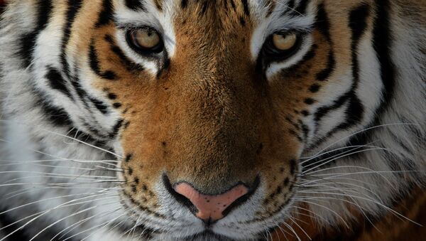Тигр. Архивное фото