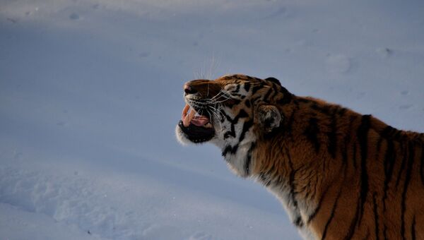 Уссурийский тигр. Архивное фото