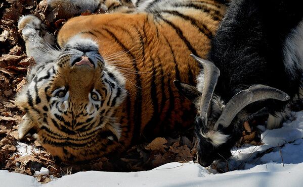 Уссурийский тигр Амур и козел Тимур в вольере Приморского сафари-парка