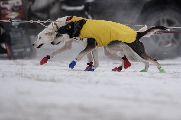 Собаки участников перед началом Международной гонки на собачьих упряжках По земле Сампо в Петрозаводске