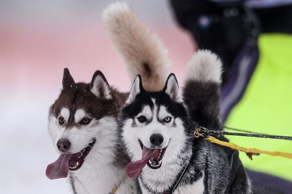 Собаки участника заезда после Международной гонки на собачьих упряжках По земле Сампо в Петрозаводске