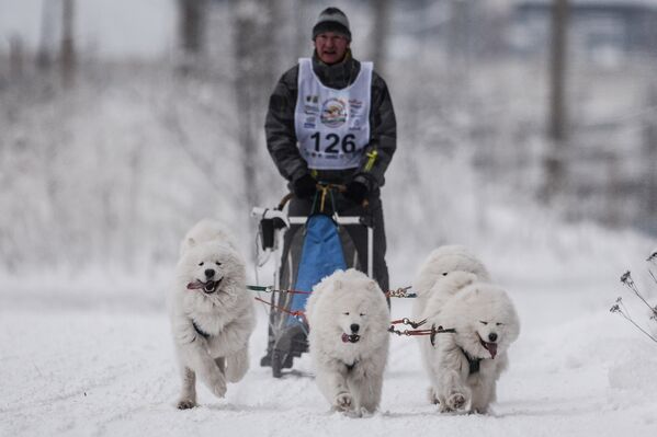 Участник заезда на трассе Международной гонки на собачьих упряжках По земле Сампо в Петрозаводске