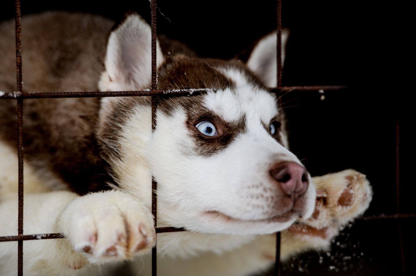 В питомнике ездовых собак в Карелии В питомнике ездовых собак в Карелии