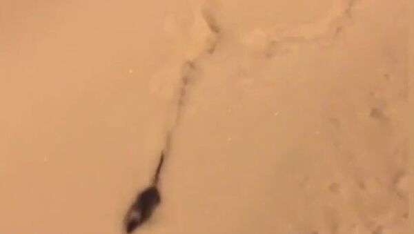 Крыса нырнула в снег
