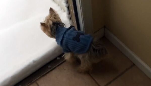 Собака впервые видит снег