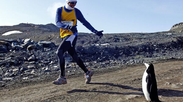 Участник Антарктического марафона пробегает рядом с пингвином