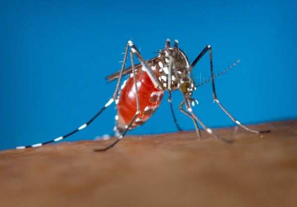 Самка комара Aedes albopictus - переносчика вируса Зика