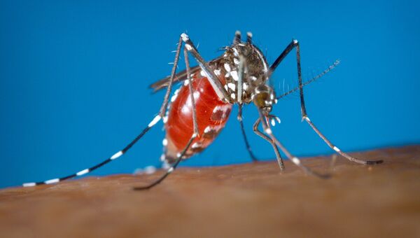 Самка комара Aedes albopictus - переносчика вируса Зика. Архивное фото