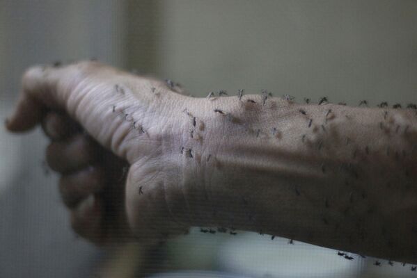 Рука медработника, покрытая стерильными самками комара Aedes albopictus - переносчика вируса Зика