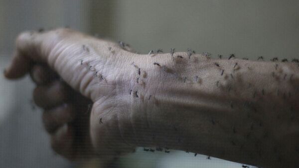 Рука медработника, покрытая стерильными самками комара Aedes albopictus. Архивное фото