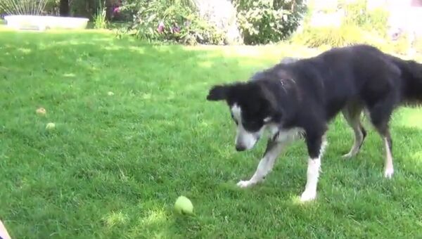 Пес спутал яблоко с мячиком