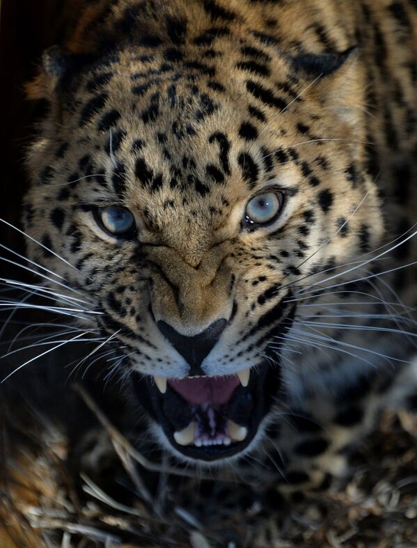 Дальневосточный леопард, прибывший из Чехии, в вольере Приморского Сафари-парка