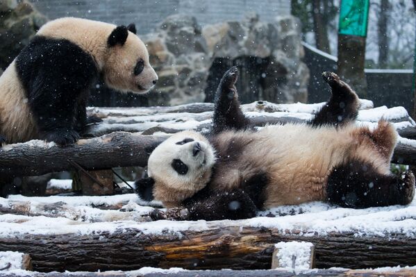 Панды в зоопарке Китая