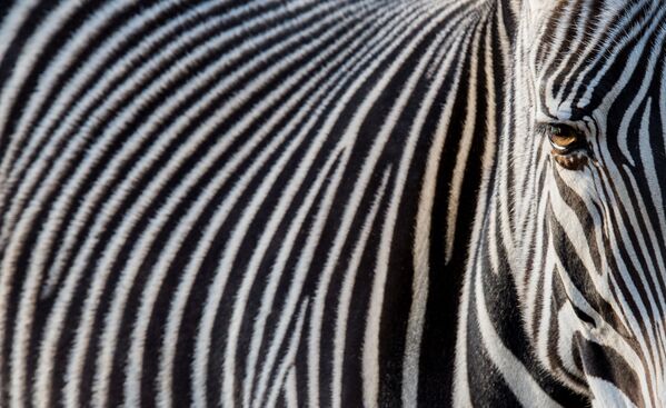 Зебра в зоопарке Германии
