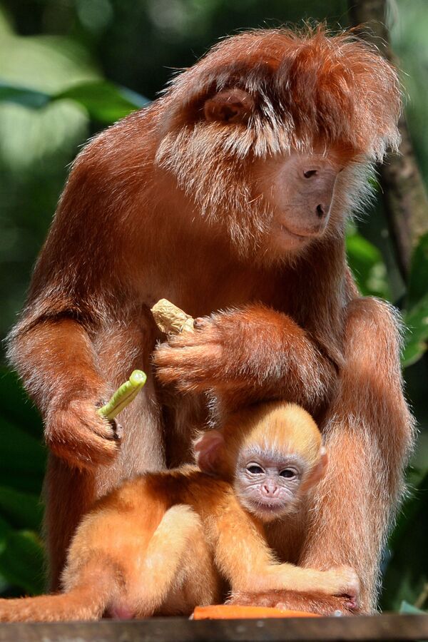 Детеныш лангура с матерью в заповеднике дикой природы в Сингапуре