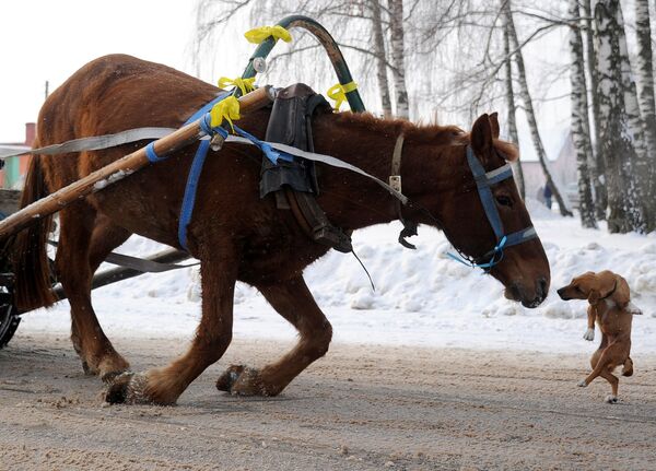 Собака и лошадь на проселочной дороге недалеко от Минска, Белоруссия
