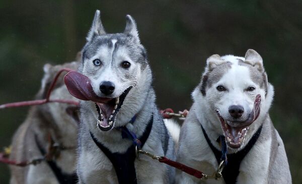Собаки в упряжках в Шотландии. Январь 2016