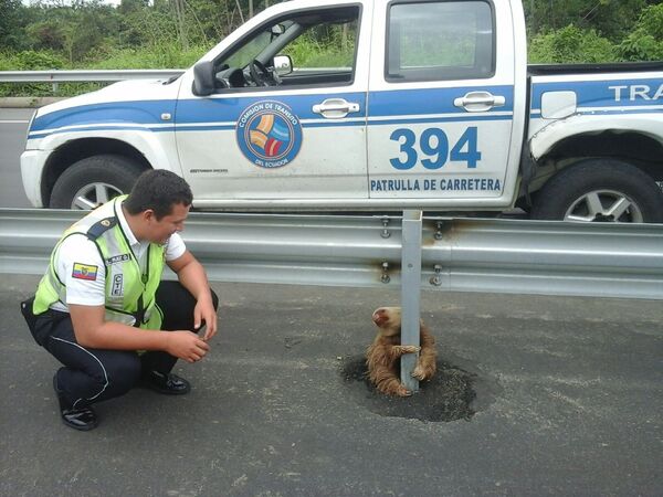 Сотрудник полиции сидит возле ленивца, оказавшегося на шоссе