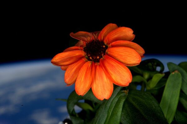 Первый цветок, который распустился на МКС