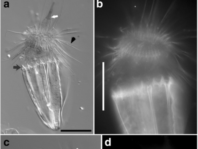 Лорцифера Spinoloricus cinziae