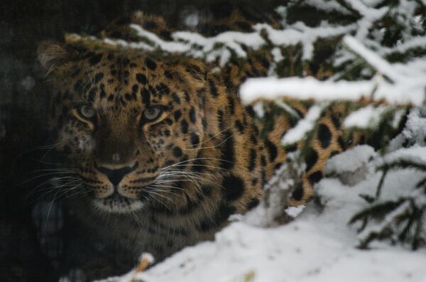 Дальневосточный леопард в Московском зоопарке