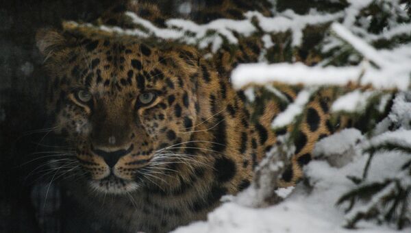Дальневосточный леопард в Московском зоопарке. Архивное фото