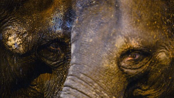 Азиатские слоны в Московском зоопарке. Архивное фото