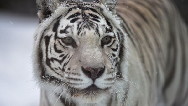 Белый бенгальский тигр в Московском зоопарке. Архивное фото