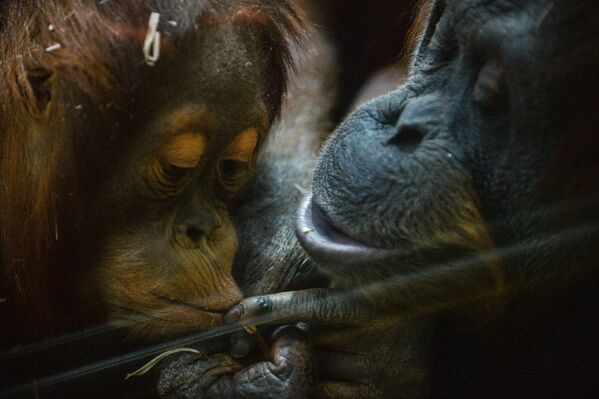 Обезьяны породы суматранский орангутан в Московском зоопарке