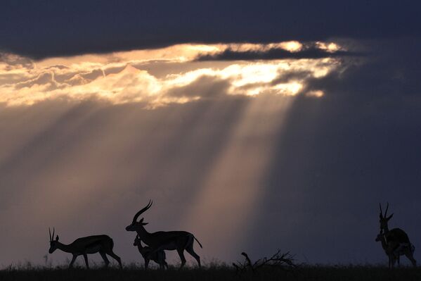 Африканские антилопы в научно-исследовательском центре Кении
