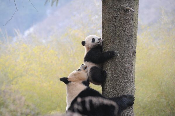 Большая панда и ее детеныш в Китае