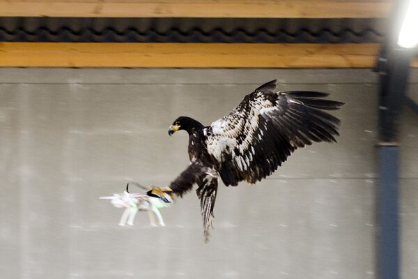 Орел ловит дрон в Нидерландах