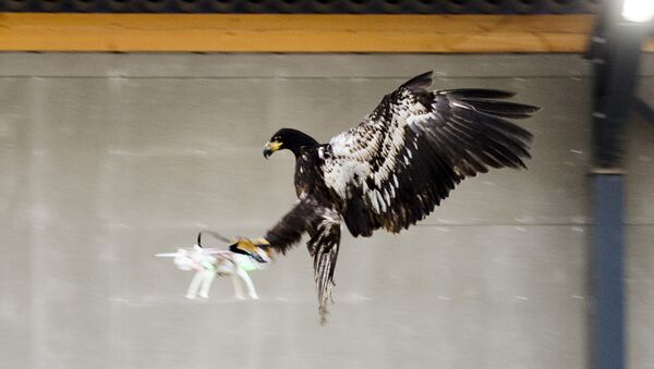 Орел ловит дрон в Нидерландах