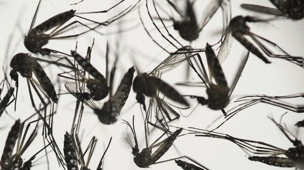Комар Aedes albopictus - переносчик вируса Зика. Архивнео фото