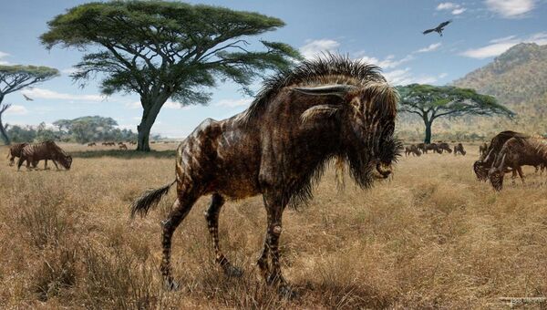 Древнее животное Rusingoryx atopocranion, найденное в Кении