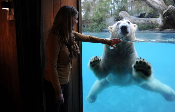 Полярный медведь в зоопарке Франции