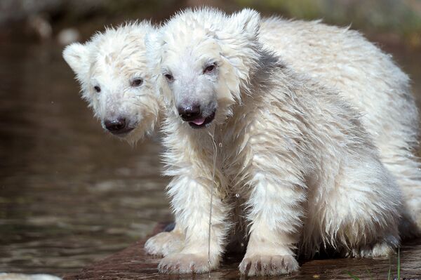 Белые медвежата в зоопарке Германии