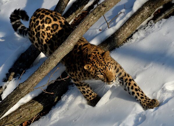 Юный дальневосточный леопард, доставленный из зоопарка Праги по программе размножения, знакомится с вольером в Приморском сафари-парке