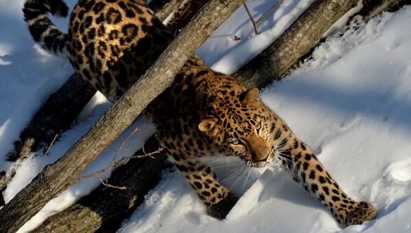 Дальневосточный леопард в Приморском сафари-парке. Архивное фото