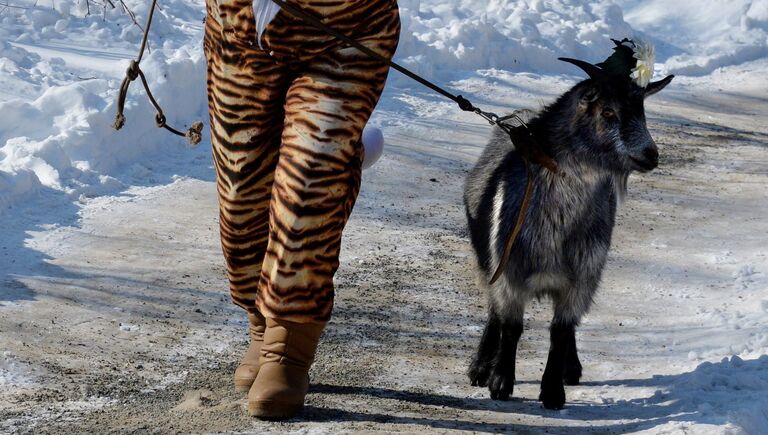 Коза Маня, первая из претенденток на создание семьи с козлом Тимуром, направляется в вольер в Приморском сафари-парке