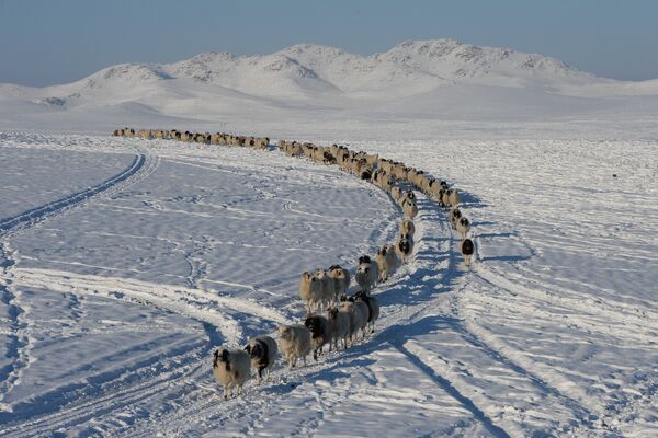 Отара овец возвращается к зимней чабанской стоянке в местечке Чумур-Ой Тес-Хемского кожууна Республики Тыва