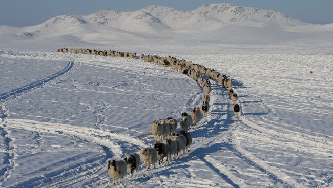 Отара овец возвращается к зимней чабанской стоянке. Архивное фото