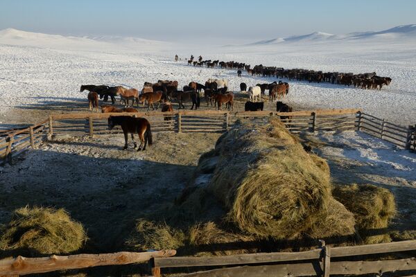 Чабаны загоняют табун лошадей к зимней стоянке в местечке Чумур-Ой Тес-Хемского кожууна Республики Тыва