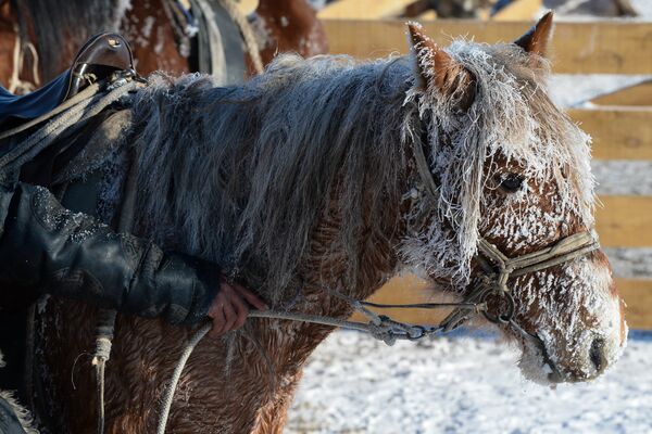 Лошадь на зимней чабанской стоянке в местечке Чумур-Ой Тес-Хемского кожууна Республики Тыва
