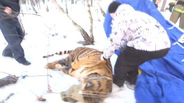 Ветеринар выстрелил транквилизатором в сбежавшего под Воронежем тигра